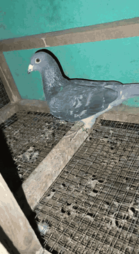 متاح فحل دميري مضرب بفخاري طير كلش حلو السعر 10ألف بغداد مدينه الصدر م...