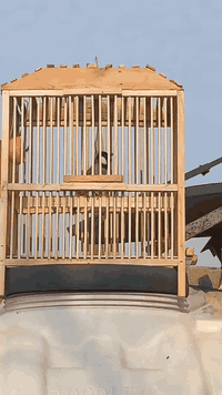 شباب يرحم والديكم بدون حجز وعود كاذبه مع احترامي للبعض بلبل فحل طور ما...