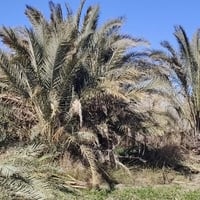 فسائل نخيل • مجاني • الرميثه