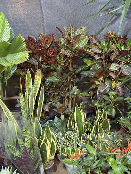 تم وصول وجبه جديده من النباتات الداخلية والخارجية🔥🥰
وبعروض وبأسعار كلش مناسبة 🗣
نباتات هولنديه داخليه اشجار ظليات 
نباتات خارجية للحدائق نباتات مائيه 
كل ماعليك تحجز وتستفسر داخل الصفحه 
للحجز يرجى مراسلة الصفحه تتوفر خدمة توصيل لكافة مناطق الفلوجه
***********
