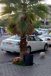 عندي التيما خليجي 2012 مكفول مطلوب  مراوس بستاركس  كير اوتماتيك   للتو...