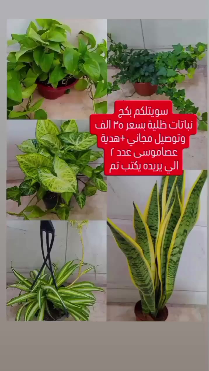 البيوت التي تسكنها النباتات تسكنها الطمأنينة🏡💚
في لغة النباتات هناك دائماً أمل جديد ينمو مع كل ورقة خضراء🌿🪴
أحيطوا أنفسكم بالجمال فالعين تعشق ما ينمو💚🍃
 #مشتل_زهور_النرجس


**إذا كنت صاحب هذا الإعلان وتريد حذفه لأي سبب، رجاءا أرسل رسالة إلى الدعم الفني**