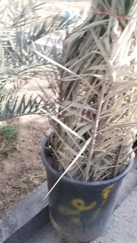 بصرة ابو الخصيب • حديقة