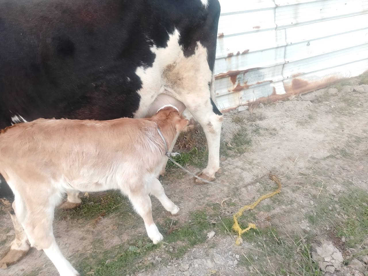 يالله سلام عليكم اخوان هايشه سمتال مطفله وره بجر سمتال دابه خشنه صاحبه ضرع وماعون وينهم عشاق النوادي مكفوله من كلشي دابه عملاقة شرط الجني وبيته شرط سمتال ثالث بطن المكان بغداد التاجي الخاص مفتوح رقم الهاتف ***********. الشراي بي خير ويدلل
