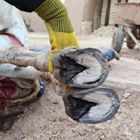 اخوان اي واحد عده هيج زمال حوافره طوال أنا اشتقله كص وتنظيف ارجعه فول ...