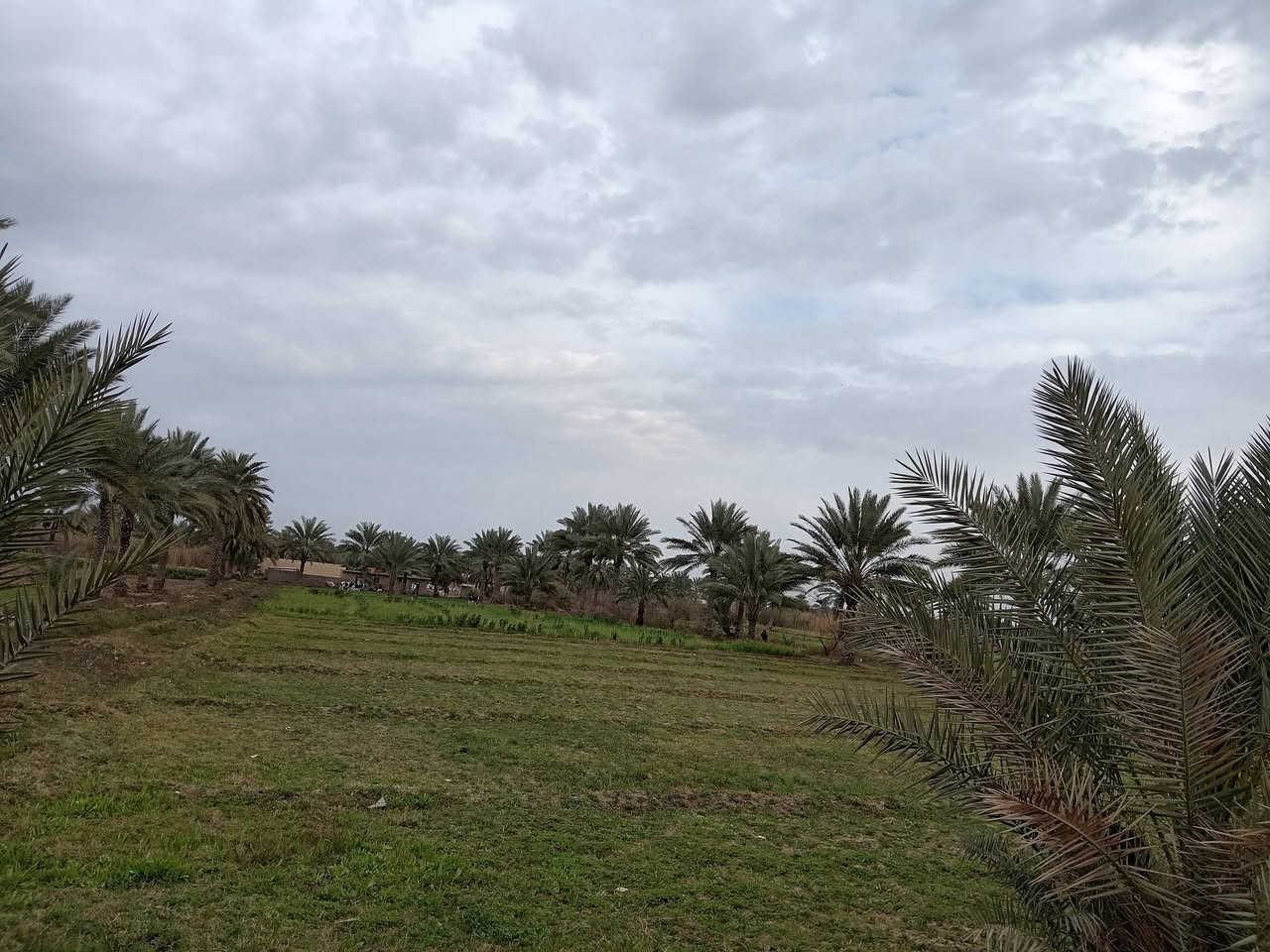 السلام عليكم
دونم أرض زراعيه سند 25 بأسمي متوفر ماء سقى وماء اساله وكهرباء الأرض تحتوي على 13 نخله وكما مبين بالصور أدناه مكانها قرب الإمام سهل عليه السلام منطقة العجيمي باقي التفاصيل الاتصال على الرقم *********** غير متواجد عالفيس بصوره مستمره
