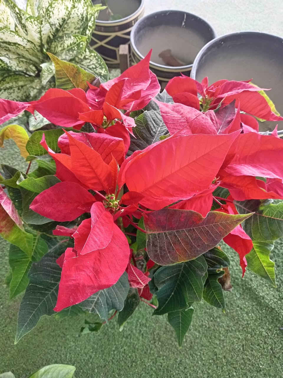 وللبدايات الجديدة
نقول اهلا☘️🪴 
حان الوقت لكتابة قصة جديدة مع نبتة ترافق ايامنا بكل الوانها ☘️🫶🏻 💓و صبحكم الله بالخير متابعيني الكرام
أسعد الله صباحكم  بكل خير متابعيني الكرام 🌹
🌹
نورتوا المشتل وكل يوم نفاجئكم بالأجمل 🌿✨
اللي يحب الخضار والزرع لا يفوّت هالوجبة وصلت تبارك الرحمن… 
متوفر في مشتلنا 🪴🪴🪴🦋💕
للبلاب مرمري
بنت القنصل
كلانشو ابيض
كلانشو وردي
كلانشو مطعم
للبلاب تعلاكه
دنفاخيا قزمي
📩 للاستفسار والمراسلة عبر الواتساب:
***********
🚚 خدمة توصيل داخل ناحية الحمزة فقط
🧑‍🌾 ويوجد كادر متخصص للتنظيف والزراعة
📍 العنوان:
بابل – الحمزة الغربي
حي الحسين – قرب عباس برهي للجملة
مقابل مدرسة المكرمه 
💚 زيارتكم تشرفنا ونورتونا بأي وقت

🌿

🌿
