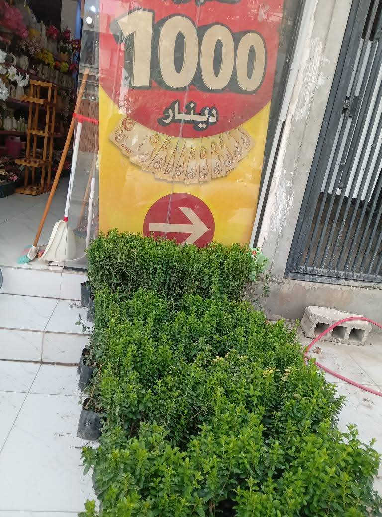 بەلاش بەلاش داری مۆرد سروشتی هەڵبژێرە 1000دینار  
مەیکرە بە 5هەزار  لای ئێمە 1هەزار 

سەیدسادق نزیک پردی قەرزاران یان نزیک مرگەوتی ئەبوبەکری سدیق


**إذا كنت صاحب هذا الإعلان وتريد حذفه لأي سبب، رجاءا أرسل رسالة إلى الدعم الفني**