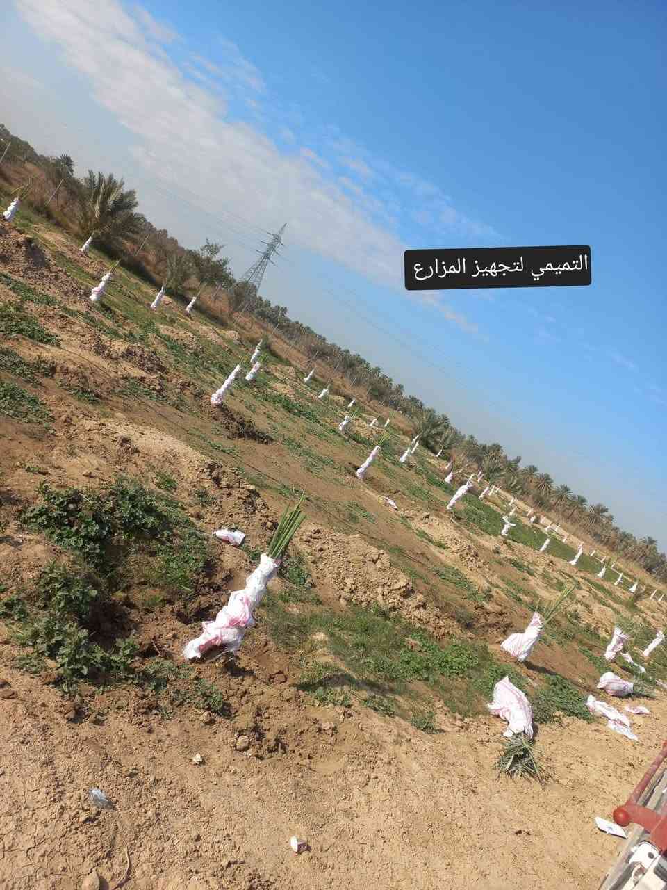 ((يتوفر لدينا)) برحي حر.. سعر (100) الف 🌴🤲 .مخليلك عثك حته تتأكد من الصنف .(التميمي رقم واحد بلعراق للبرحي الحر  .🌴🤲🫡  ))
وصل ضمان للثمر يضمن حقك وحقي . 🤲🫡
وهاي امانت الله ورسوله 🤲🫡 
.تكدر تجي كل الهله بيك متكدر تجي نوصل النخل الباب البيت يوجد كادر مختص نقل وشتال وتجهيز المزارع ودوائر دوله 🌴🤲🫡
التميمي خادم الإمام الحسين وأهل  البيت(ع) مزرعت الإمام الحسين(ع)🤲
(*********** )/واتساب أو اتصال 🤲
أنسب ( ألاسعار ) يم / ( التميمي )🫡🤲 
سعر الفسيله البرحي الحر (100)الف 🤲 
(((العدد مفتوح )))🫡🤲🌴
((أكل واشلع ولاتظل خمس سنين تقلق))
(*********** )/واتساب أو اتصال 🤲
أرخص واحد ابيع بسوك اني خلي الفقير ولماعنده يشتري الميعجبه يعبر المنشور مزرعتي وبكيفي ابيع 🫡🤲 
مزارع  الإمام الحسين (ع)🤲 
(((قاهر لسعار))) 🫡🤲🌴
والنخله صدقه جاريه في كل مكان . 
((أبو الفقراء اني ٠🫡  ))
توصيل موجود  حته لو وحده توصيل يوجد كادر مختص نقل وشتال وتجهيز المزارع ودوائر دوله تريد تجي مليون هله بيك وصل ظمان للثمر . نصيحه احسن وكت شتال حالين الي ميعجبه يعبر المنشور مزرعتي وبكيفي ابيع 🫡
اخوتي الأعزاء السلام عليكم ورحمة الله وبركاته تتوفر فسائل برحي حر حر حر من برحي أبي الخصيب 🤲🌴
🤲ياشيعت علي (ع) التقو الله وي العالم بسعار النخيل تره اكو عالم ماعده مكانيه تشتري نخل الي يشتغل عماله ولي عنده رعايه شوفو الناس الله يشوفكم الطمع مو زين والفلوس وصخ دنيه تره تاليتك بحفره كبرهه متر متاخذ وياك بس اعمالك وجفن لابيض  وشكبرهه من واحد يترحم لهلك وابن الخير بين تره / نزلو السوك متخسر شي اذا بعت البرحي ب(100)الف /أو نطيت ثواب لهلك او بثواب الإمام الحسين وأهل البيت                           
.(العنوان واسط). 
مزارع التميمي للنخيل البرحي 
(***********)/واتساب أو اتصال ومن الله التوفيق 🤲 ((ابو الفقراء )).
