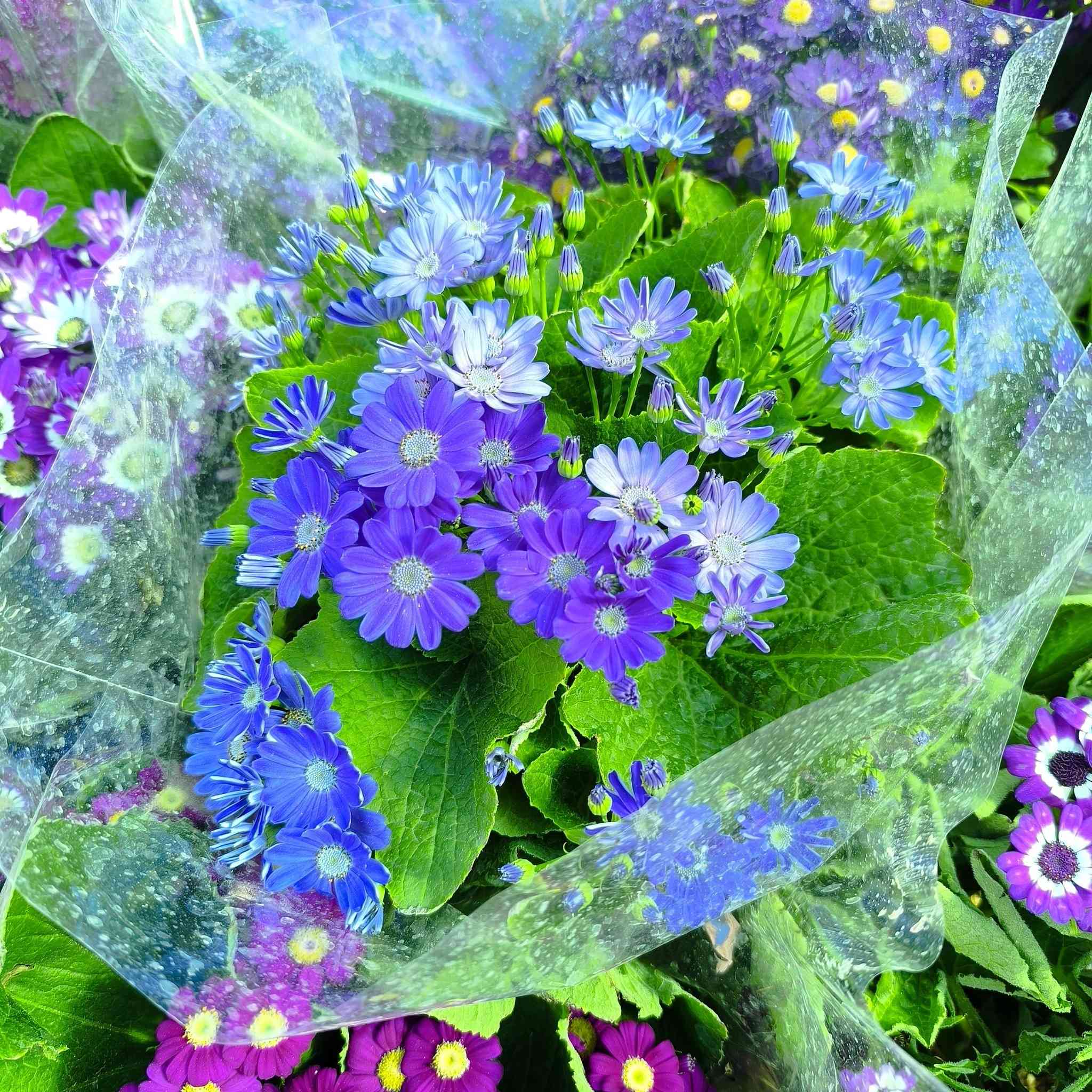 السلام عليكم ..
رمضان كريم عليكم .🙏🏼🙏🏼. وجمعه مباركه عليكم ...
وصول وجبه جديده من الورد والفواكه والزينه
تفاح شرابي 🍏
تفاح ابراهيمي 
عنب حجم كبير حلواني 
مشمش مطعم حجم كبير 
اللو شرابي 
اللو اصفر 
خوخ 
برتقال عراقي عدت احجام  كبير سندانه اوسط وصغير 
ليمون صيني 
ليمون عراقي 
رارنج عراقي حجمين 
اكاسيا مصريه حجمين 
اكاسيا افريقيه 
زيتون  حجمين 
تكي عراقي 
تكي هندي 
تكي كندي 
جوري مستورد 
روز 
فراوله حجم كبير 
...........
ظليات 
كارتون 
لبلاب عمودي 
دراسينيا 
اجلونيما 
كراسولا تعليك 
سجاد تعليك 
عصى موسى حجمين 
ورود موسميه 🌻🌼🍁🌾🥀🌹
انواع البتموس 
تشكيلة من السنادين ..البلاستك والسيراميك 
لتواصل مراسلة الصفحه او واتساب 
***********
***********
الناصريه ..قلعة سكر الحي العسكري قرب الملعب
