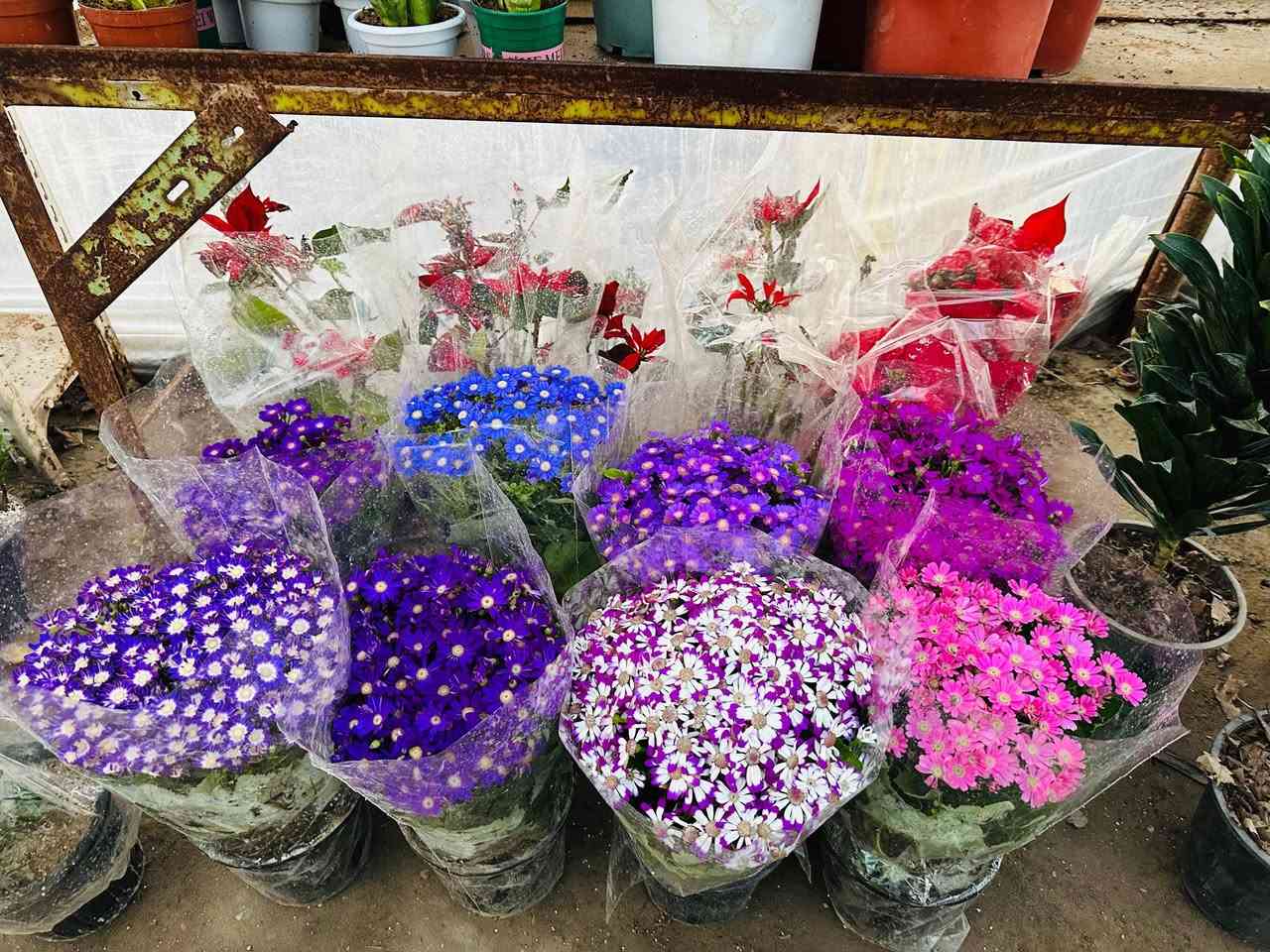 يومكم مبارك 🎋
عروض متوفره داخل #مشتل_النورين🌹🎋
  تتوفر كميات من الورود إلضليه 🪴
كذالك الأشجار المعمرة 🎋🌴☘️
 الورود الموسميه والدائميه 🪴🎍
 كذالك وفرتلكم الاينات لحدائق والأقواس 
 كذالك وفرتلكم الورود المائية وبجماليه كلش مختلفه 🌲
🌴
 #عنوانه_شارع_الغطاس_خلف_المجمع_السوري


**إذا كنت صاحب هذا الإعلان وتريد حذفه لأي سبب، رجاءا أرسل رسالة إلى الدعم الفني**