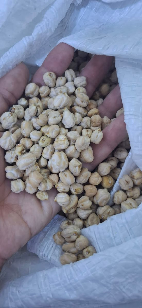 15کیلۆ نۆکە حۆلم هەیە هین ئەمڕۆیە  هەموی پێکەوە افرۆشم کێ ویستی نامەم بۆبنێرێ


**إذا كنت صاحب هذا الإعلان وتريد حذفه لأي سبب، رجاءا أرسل رسالة إلى الدعم الفني**