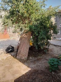 بيت تجاوز بالمحمودية بدر ع شارع عشرين بيت كبير ونظيف وحديقة ٣ غرف وهول...