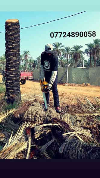 تنضيف النخيل والتكريب وتقطيع النخيل ***********
