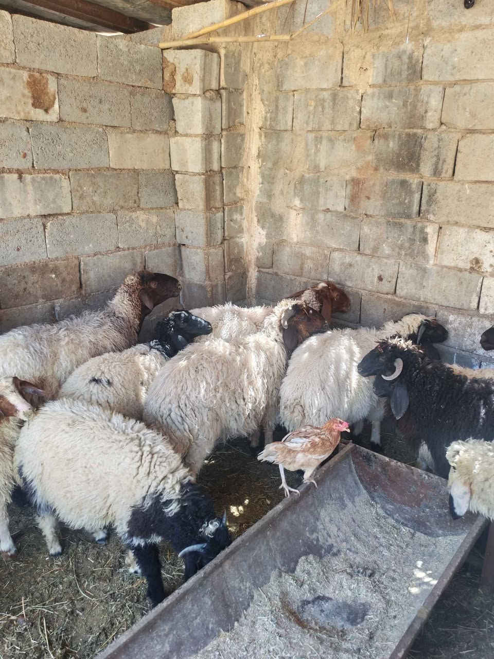 اللهم صل على محمد وآل محمد طليان اللبيع في كربلاء شارع بغداد مقابل مدينة سيد الاوصياء بيهن نعاج وبيهن وراجعين الاستفسار اتصل *********** كربلاء, العراق
