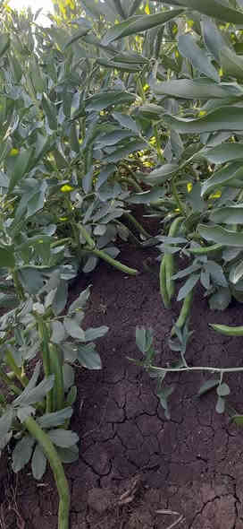 50 کیلۆ لەم تۆو پاقلەمان هەیە ، خۆمان تۆوەکەیمان گرتووە پاقلەیەکی زۆر جوانە ، کیلۆی 4 هەزار ، شوێن شارەزور....
