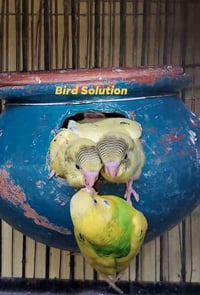 خمس زواج • طيور حب • طويريج