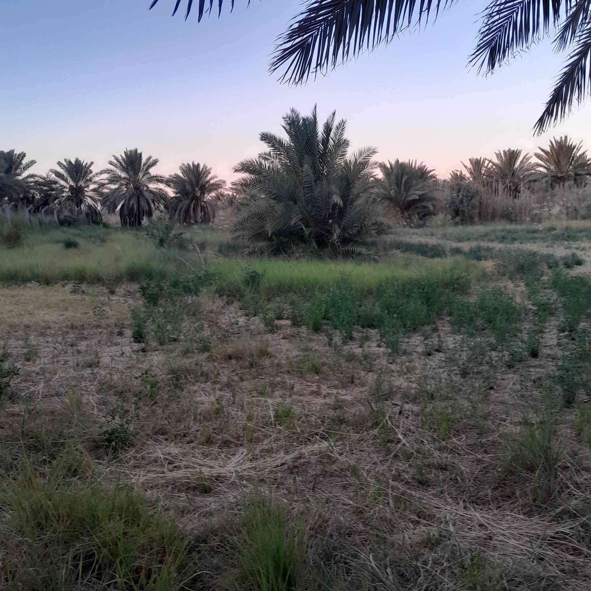 اللهم صل على محمد وآل محمد
بستان ٣دونم بالسنيه نزلت الساده ال رحمن قرب سيد جرس للبيع بأسمي منطقة سكنية متوفره كافة الخدمات قرية حمزة ال غانم خلف مدرسة ابن الجوزي السعر ٨٠مليون وبيها مجال للشراي متواجد خاص


**إذا كنت صاحب هذا الإعلان وتريد حذفه لأي سبب، رجاءا أرسل رسالة إلى الدعم الفني**