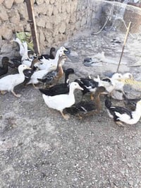 بش • خضيري • المناذره