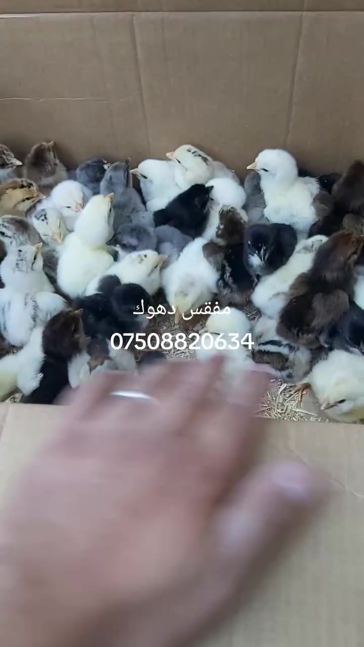 🐥🐔مەفقەس🦢دهوک+زاخو🐔🐥
      🐦🐦🐦حازرن بوحه واندنا هيكا🐦🐦🐦
هيكيت 🦃🦃🦃عه لوكا قطعه ٧٥٠ د.ع 🦃🦃🦃 
هيكيت 🦆🦆وه رده كا ٧٥٠د.ع🦆🦆
هيكيت مريشكا 🐔هكه كيم بن ٧٥٠د.ع 
هكه كه له ك بن ٥٠٠د.ع 🐔
هيكيت 🦢 قازا هکە کیم بن1500
هکە کەلە ك بن  ١٠٠٠د.ع 🦢
هيكيت 🦚‍🦚‍طاووس🦚‍🦚‍
هيكيت⛄كەو750د.ع⛄
هيكيت🐦سيسكا500د.ع🐦
هيكيت🦩جين وماجين750د.ع🦩
جهئ مه ل دهوكئ يه 
بو په يوه نديكرنئ
موبايل ***********
××تئبيني--به ريزان هركسي هيكا بينيته ده فمه بلا ده فخوني شانكه تن امژدي له ده فخونيشانكين
*تئبيني ئه م د ئاماده نينين ل مه سنجه ري 
بتنئ ژمارا موبايلئ دئ د خزمه ت دا بين 

مستعدون لتفقيس جميع انواع البيض 
دجاج
علو علو 
بط
قاز
سمان
قبج
طاٶوس
فرعون 
وبأسعار مناسبة
ملاحظة 
غير متواجد علی الفيسبوك 
مبايل *********** #مفقس #دهوك #زاخو #شاريا #خانكي #سيميل #اميدي #اكري #قصروك #شيلادزي #شنكال #رانيا #شيخا #روفيا #

