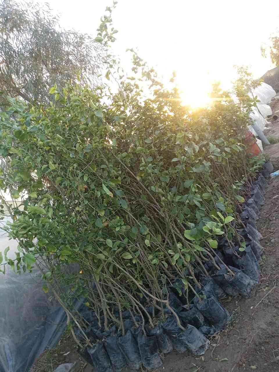 اللهم صلي على محمد وآل محمد يوجد لدي جميع انواع الشتلات بسعر جمله الأسعار مناسبه العنوان الحمزه الشرقي بشبلاويات يم معمل السكر عمود 272 متواجدين من ل7صباحا له 6لعصر ***********
