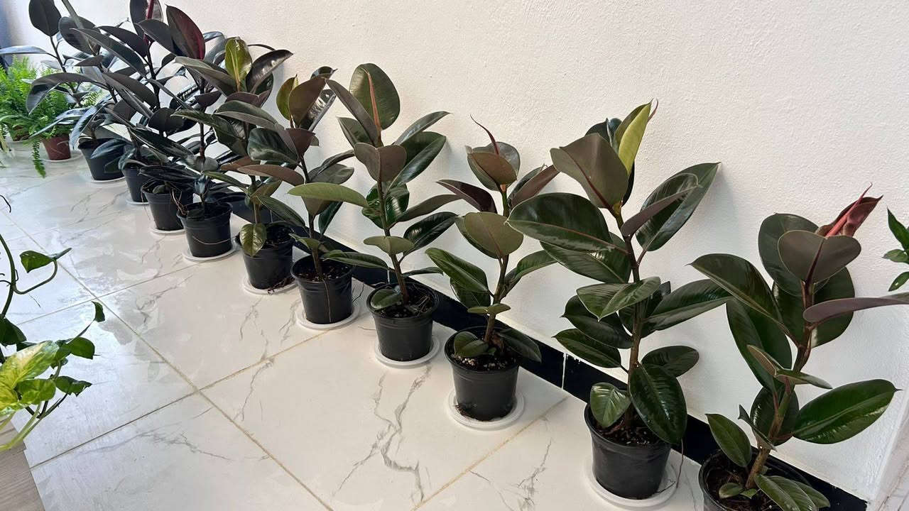 🌿✨ نباتات ظل داخلية متوفرة ✨🌿
أجمل تشكيلة من النباتات الداخلية لإضافة لمسة من الجمال والحيوية على منزلكم أو مكان عملكم. 🌱💚
✔️ نباتات صحية ومختارة بعناية
✔️ مناسبة للأماكن الداخلية
✔️ أسعار مناسبة وجودة مميزة
📩 للحجز والاستفسار مراسلتنا على الخاص.
@إشارة


**إذا كنت صاحب هذا الإعلان وتريد حذفه لأي سبب، رجاءا أرسل رسالة إلى الدعم الفني**