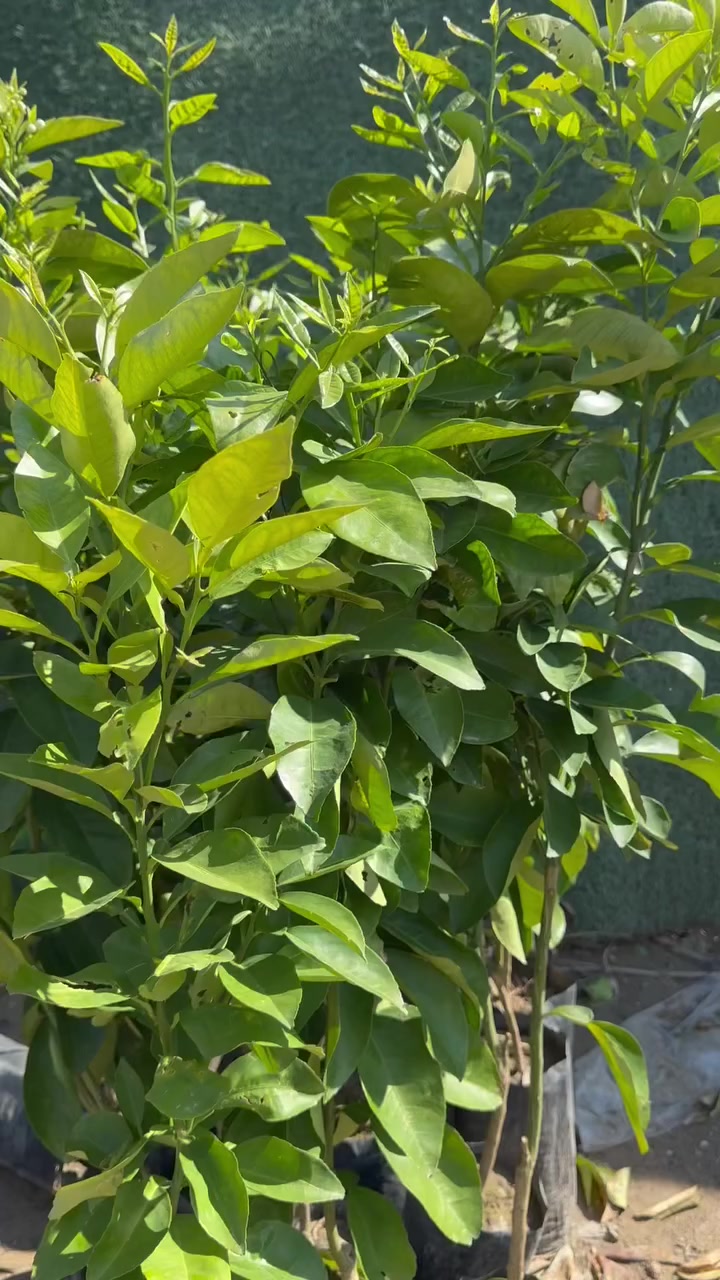 #مشتل_نور_الهدى  **يرحب بكم**
   🌲🌲🌲🌲🌲🌲🌲🌲
على بركة الله 
وصلت وجبه جديده 
من الاشجار السندي والكريب فوت الأحمر والأصفر 
البوملي أو البوميلو Pomelo (وفي العراق: السندي) هي ثمرة حمضيات آسيوية كبيرة ترتبط ارتباطاً وثيقاً بالجريب فروت. شكلها يشبه دمعة العين ويكون لُبّها أخضراً أو أصفراً وفي بعض الأحيان وردي؛ لها قشرة سميكة شاحبة الاصفرار. يمكن لثمرة البوملي أن تكبر وتصل إلى حجم بطيخة كانتالوب صفراء أو حتى أكبر من ذلك. طعمها يشبه طعم الجريب فروت ولكنه أكثر حلاوة. تحتوي هذه الفاكهة على العديد من الفيتامينات والمعادن ومضادات الأكسدة التي تجعلها إضافة صحية لنظامك الغذائي. إليك 9 فوائد صحية للبوملي مع أكثر الطرق سهولة لتقشيره ولإضافته إلى نظامك الغذائي.

اسماعيل. ***********
احمد.     *********** 
العنوان محافظة الانبار- حديثة صعدة الحي العسكري 
مقابل سالم للادوات الاحتياطية / مجاور فلس ونص
