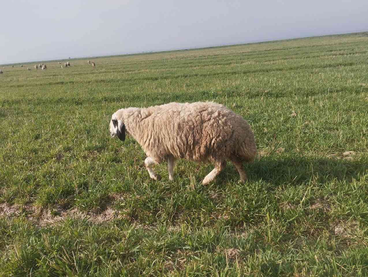 نعجه للبيع السعر خاص او اتصال ***********
