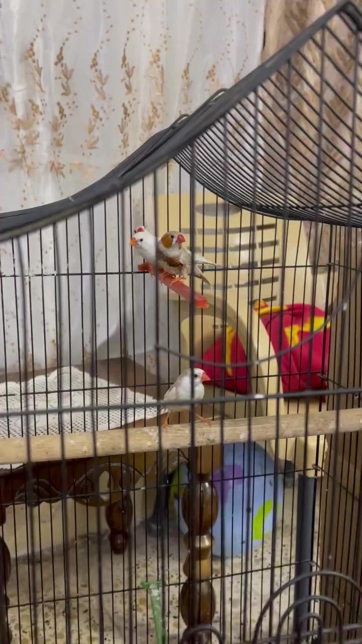 السلام عليكم
متاح 
مكان : بيجي 
بلبل تمر وحشي تغريد فول مع القفص ب25 وبي مجال 
زوجين فناجس شرط الانتاج سعر 15 زوجين 
بيوت قطط جديده سعر قطعتين ب25


**إذا كنت صاحب هذا الإعلان وتريد حذفه لأي سبب، رجاءا أرسل رسالة إلى الدعم الفني**