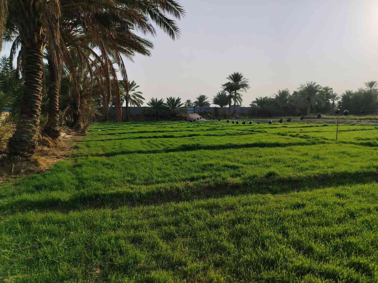 ارض شاطي 2 دونم للبيع على طريق يا حسين  في الكفل الشهابية   السعر خاص على الرقم ***********
