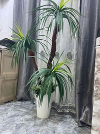 شجره • للبيع • البصره الجزيره