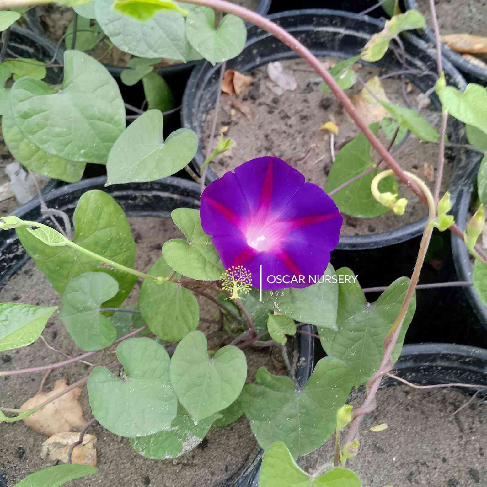 🌿 توفر متسلق مجد الصباح (Morning Glory) 🌿
زهرة جميلة بلون بنفسجي جذاب، سريعة النمو ومتسلقة، مناسبة للحدائق والأسوار والشرفات. تتميز بإزهارها الرائعة وأوراقها الخضراء الكثيفة.
💜 نبات صحي وجاهز للزراعة
☀️ يحب الشمس المباشرة
🌱 سهل العناية وسريع الانتشار
💰 السعر: 2,000
#للبيع #نباتات #متسلقات #مجد_الصباح #زهور #حدائق #نباتات_زينة 🌿💜
📍 زورونا في:
مشتل الأوسكار 🌿
حي الحنانة – شارع نجف / كوفة
(مقابل غرفة تجارة النجف وفريندز كافيه ومطعم شريف – مجاور متنزه الحنانة العائلي)

🪴 نوفر تشكيلة واسعة من:
النباتات الظلية، الخارجية، المستلزمات الزراعية   ✨

🕗 أوقات الدوام:
يومياً من 8:30 صباحاً ولغاية 8:00 مساءً

📞 للطلب والاستفسار:
***********
***********

📱 اتصال | واتساب | مراسلة عبر الفيسبوك

💳 متوفر دفع:
زين كاش & ماستر كارد

🚗 خدمة توصيل داخل النجف
🛵 ومتوفر بعض المنتجات الزراعية عبر تطبيق توترز

🌹 أهلاً وسهلاً بكم دائماً في مشتل الأوسكار
مكانكم لكل ما يخص الجمال الطبيعي والديكور الأخضر 🌿

