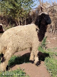 طلي للبيع السعر150 الاستفسار07890349804 مستعجل ع بيع