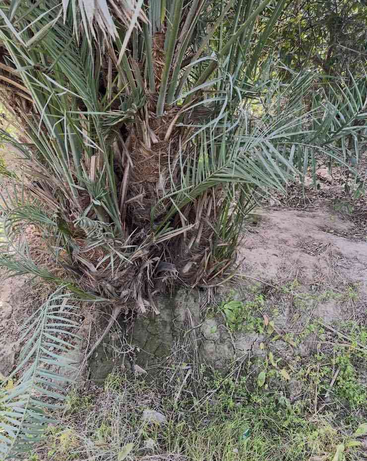 السلام عليكم يوجد لدينا فسيل زهدي وتبرزل احجام قنينه غاز ...للاستفسار على الاسعار والتفاصيل الاتصال على الارقام ..اوً واتس اب
***********
***********
