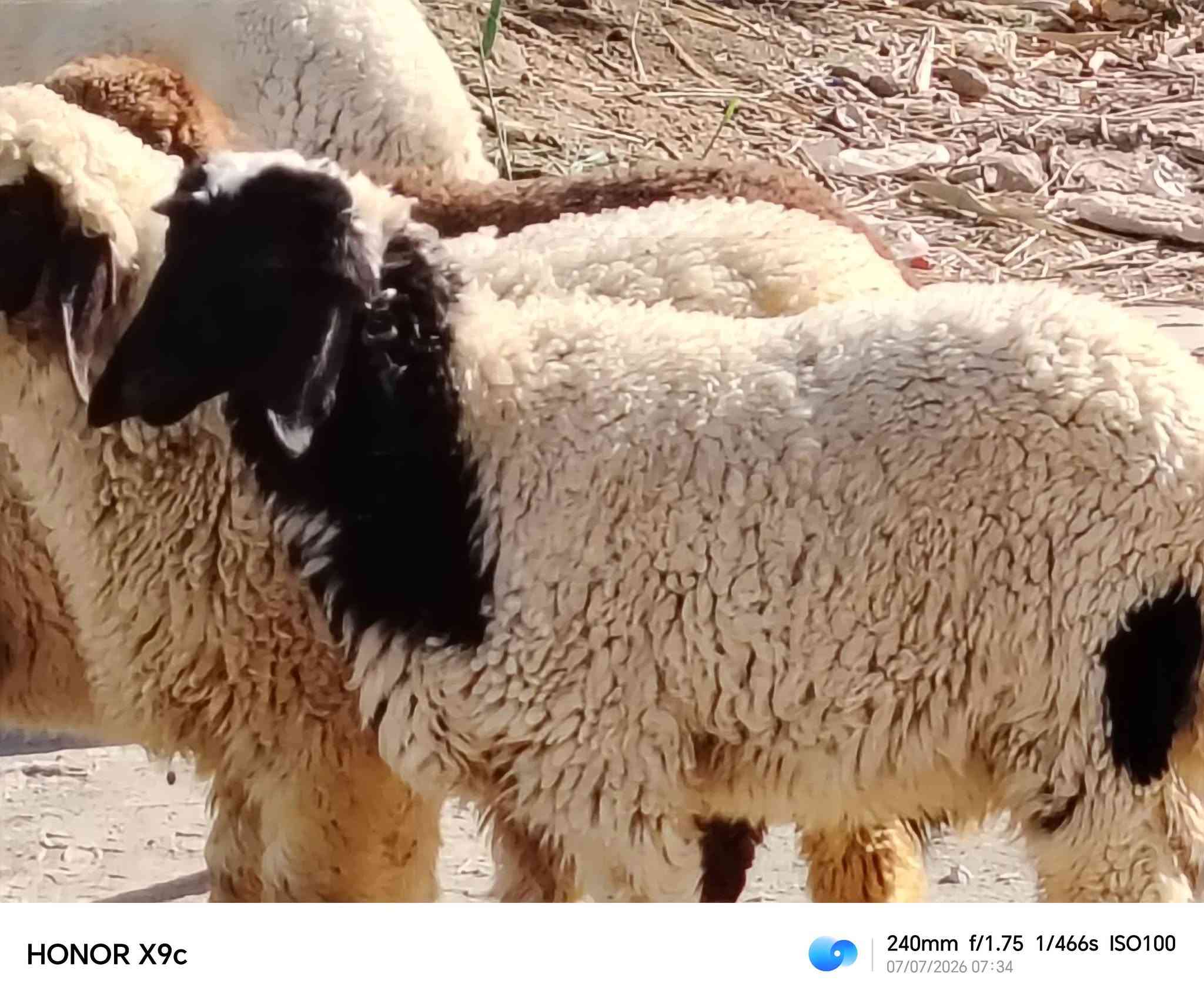 ياالله 
طليان العدد 6 فحوله 4 ونثايه ثنين 
طليان خشنات وسمان مناسبات بلاش 
يرهمن جني كصابه حلال خير من الله 
سعر الواحد 260 شراي يتصل 
مكان الديوانية قضاء الشاميه 
***********
