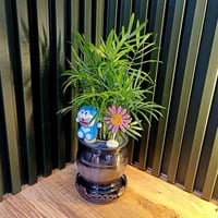 نباتات مائية • الموصل • اراليا