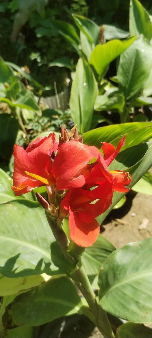 كل ماهو جميل 🌹🌹🌹
 تجدونه في مشتل زهور المينا❤️💐❤️🌷 
التنوع🏵️🌼 
الاختلاف🍓❤️‍🔥 
الابداع🌷🌸 
النشاط🌺🌼 
لمختلف انواع النباتات فقط تجدونه في مشتل زهور المينا♥️❤️💓♥️
عنواننا خانقين بختياري الثانيا نهاية شارع العصائب واسواق صالح حمود❤️‍🔥🌷🌸🌺
 وعدنا توصيل داخل خانقين
راسلونا وتدللون🌺🌸🌷


**إذا كنت صاحب هذا الإعلان وتريد حذفه لأي سبب، رجاءا أرسل رسالة إلى الدعم الفني**