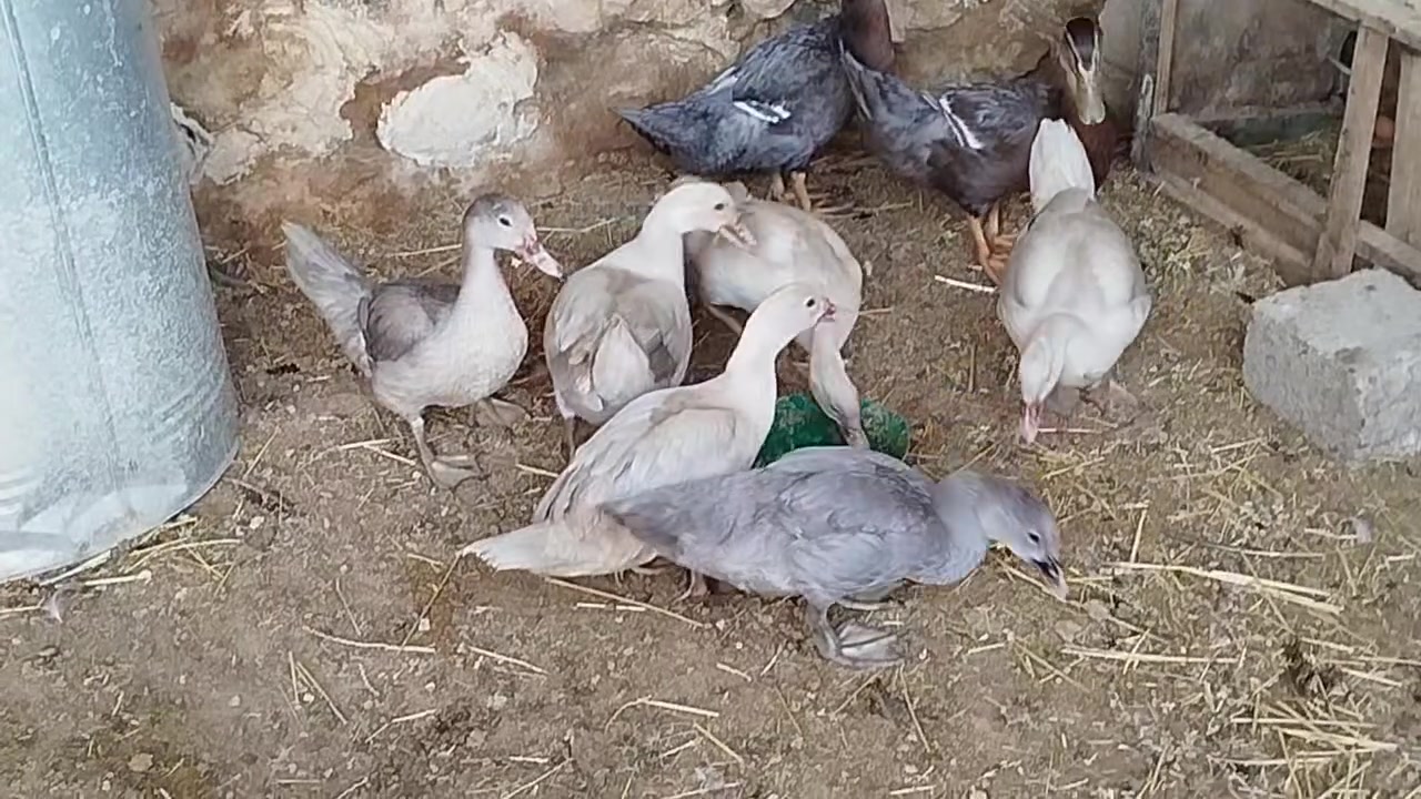 للبيع ***********//***********
