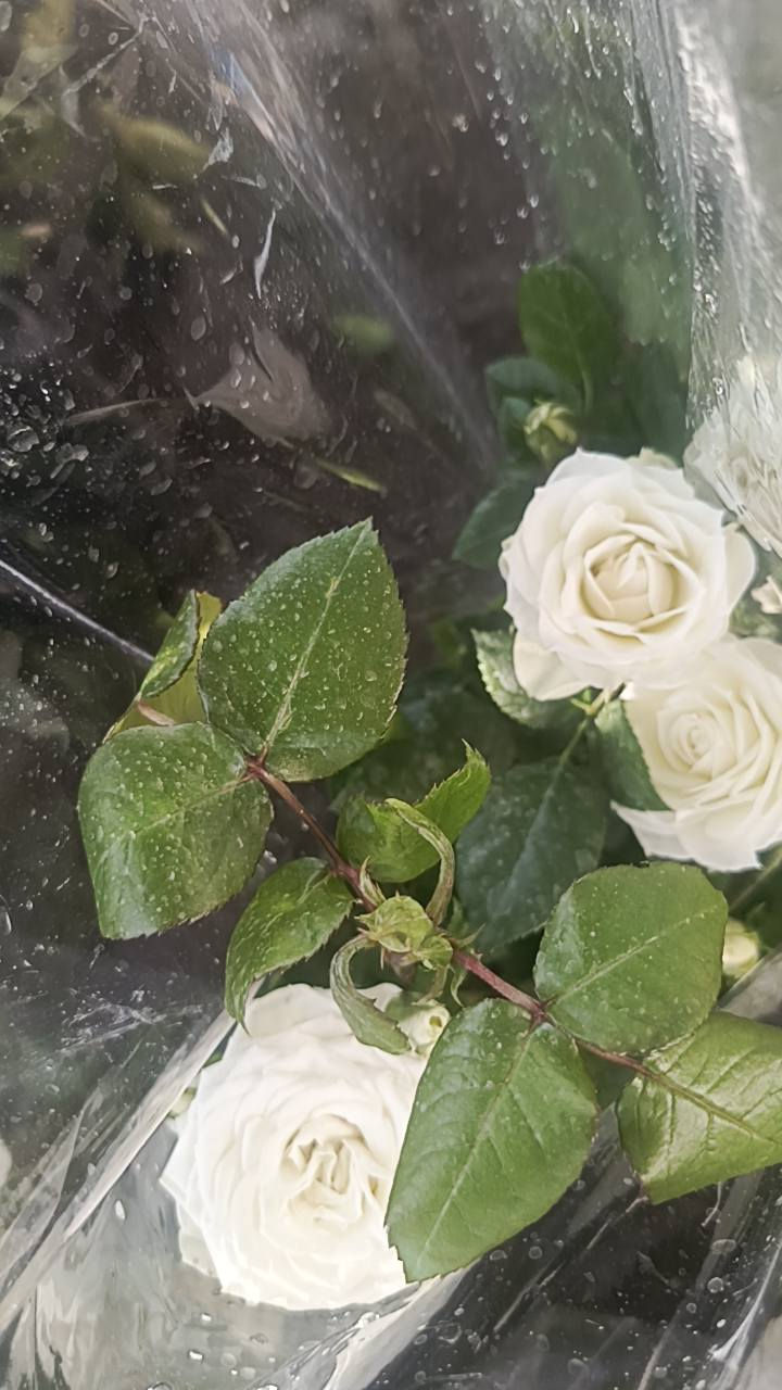 السلام عليكم
مشتل سيد حسين قرب جسر الصويره 
لكافت أنواع الأشجار الحمضيات والضليات والزينه 
كله جوه السوك عروض نار🔥


**إذا كنت صاحب هذا الإعلان وتريد حذفه لأي سبب، رجاءا أرسل رسالة إلى الدعم الفني**