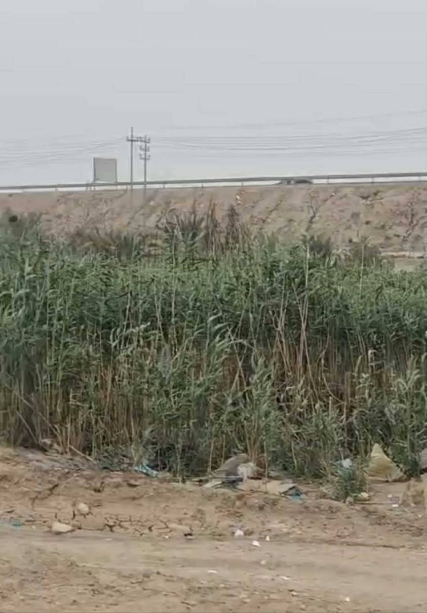 سلام عليكم 
بيت هيكل للبيع مساحته ٦٠٠ م زراعي العنوان مقابيل الجسر سيد خضير على اليمين للاستفسارات تصل ***********
