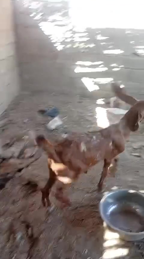 متاح صخله فغاني خشنه وشكه طويله شرط نصاح حلوه وين جنايه عل حلال نضيف درجه اوله سعر ٢٠٠مكان بروانه سنجك يوجد توصيل حسب لاتفاق ***********

