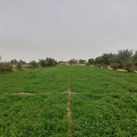 ارض زراعيه • ٣دونم • براكيه الجنوبيه