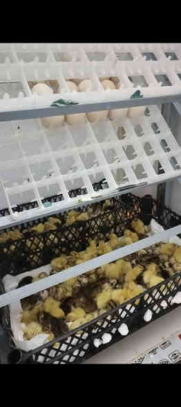 فقاسه للبيع ارتفاع 160 سم صور التفقس مثل ما تشوفون بالصور مكانها كربلاء حي العامل الاستفسار *********** متواجد واتساب ومازنجر  فقط
