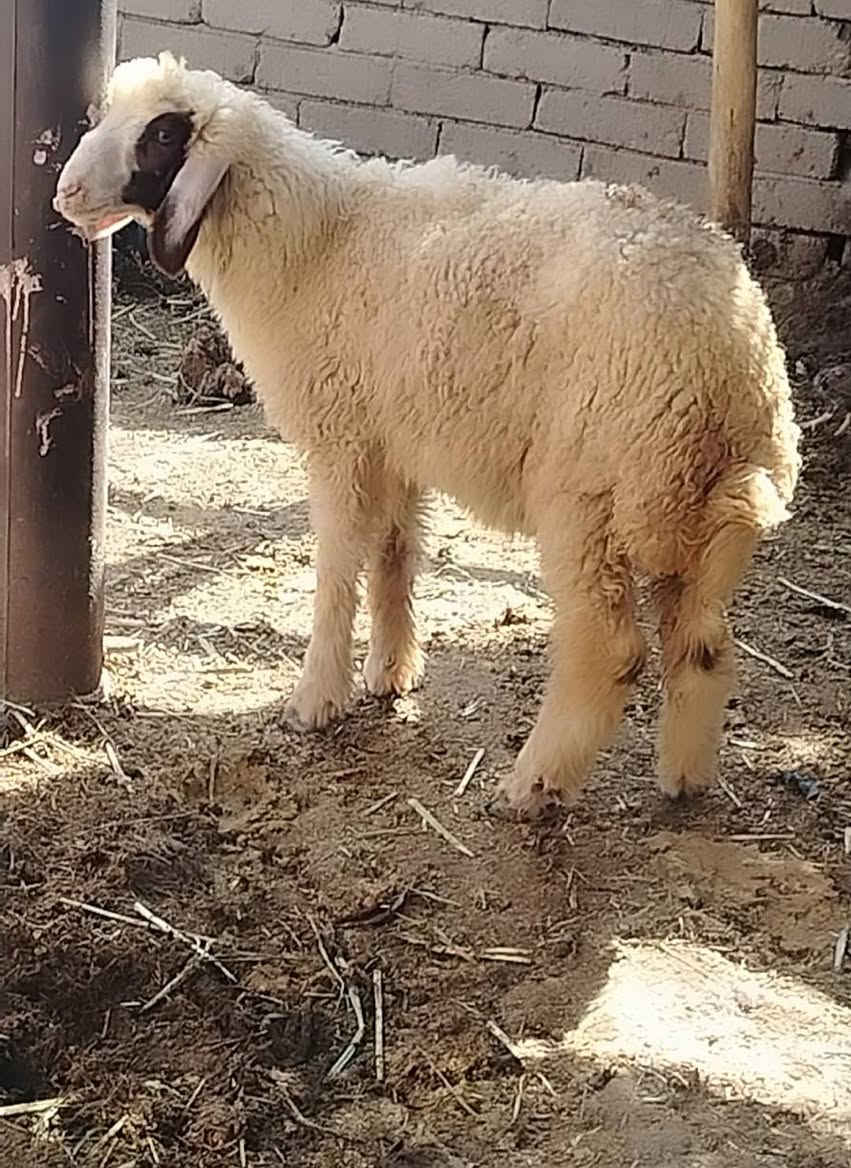 السلام عليكم... طليه نثيه سمينه 
مالت جني... سعرهه 235
الشراي يجي خاص او يتصل  ***********
قضاء الفهود منطقة ال حول.
