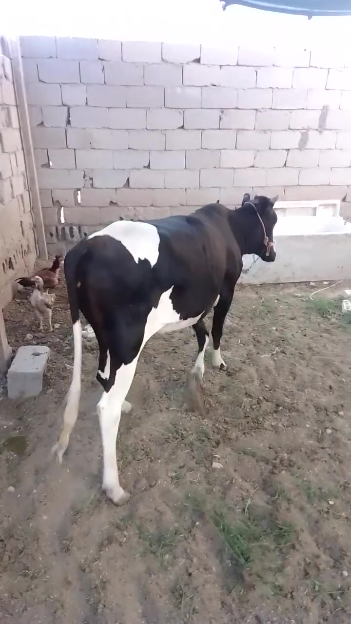 بجر للبيع ***********
