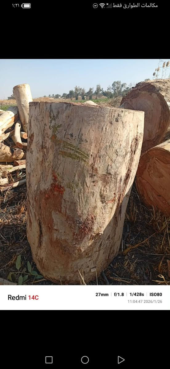 كند كصابة شرط قلك سعر الوحدة ٥٠ليحب يتصل *********** مكاني جزيرة فحامة
