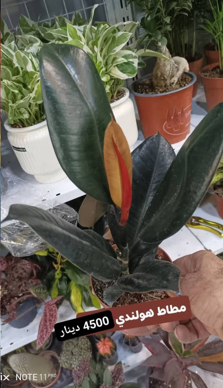 عرض خاص بمناسبة العيد....الانبار الرمادي العزيزية مكان الجديد...من جهة شارع العام  شارع ميسلون  اول فرع على اليمين *********** ... يوجد توصيل داخل الرمادي...
