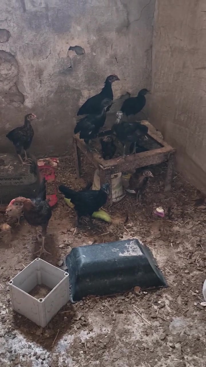 افراخ عرب اصليات عمرهن شهرين ونص
العدد 11كتكوت وياهن 2افرك كويتي عمرهن شهر
مكاني بغداد جسر ديالى القديم 
السعر 70 وبيهن مجال


**إذا كنت صاحب هذا الإعلان وتريد حذفه لأي سبب، رجاءا أرسل رسالة إلى الدعم الفني**