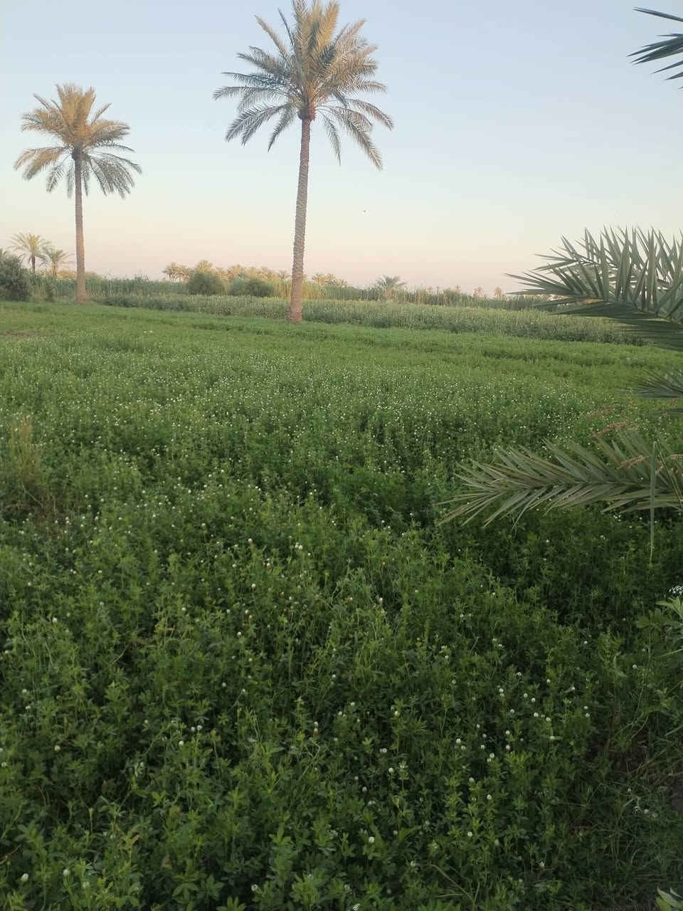 يا الله اسلام عليكم ورحمة الله وبركاته ٧ دونم زراعي عقد 35العنوان اجبله منطقت الحيدري متوفره كافت الخدمات ما مباشر ع المشروع بيه ثلاث ابيوت بستان زهدي وخستاوي وحمضيات الاستفسار *********** صاحب الارض واتساب
