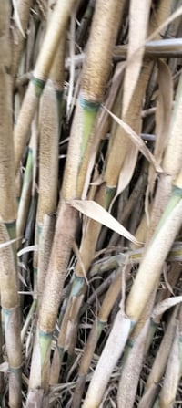 يوجدجذله زل كصب اليريديجي يحوش مال سيباط عرزاله الاتصال٠٧٨١٥٩٨٧١٩٨